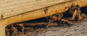 how to provent pests in storage
