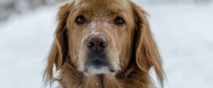 how to move with pets during the winter