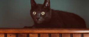 how to stay alerted in a move