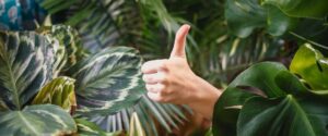 how to moves housplants denver