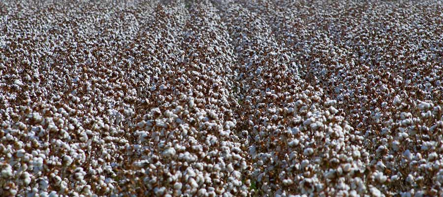 cotton fields in mississippi