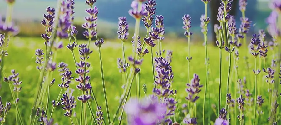 sugar hill blooming fields