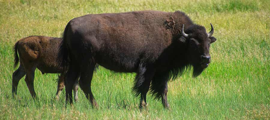 bison in wyoming